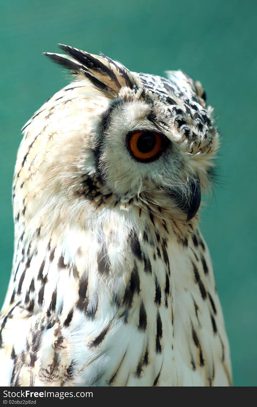 Eurasian eagle-owl seen at a owl rehab centre near Port Elizabeth ,South Africa