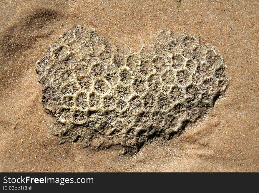 Coral on the beach