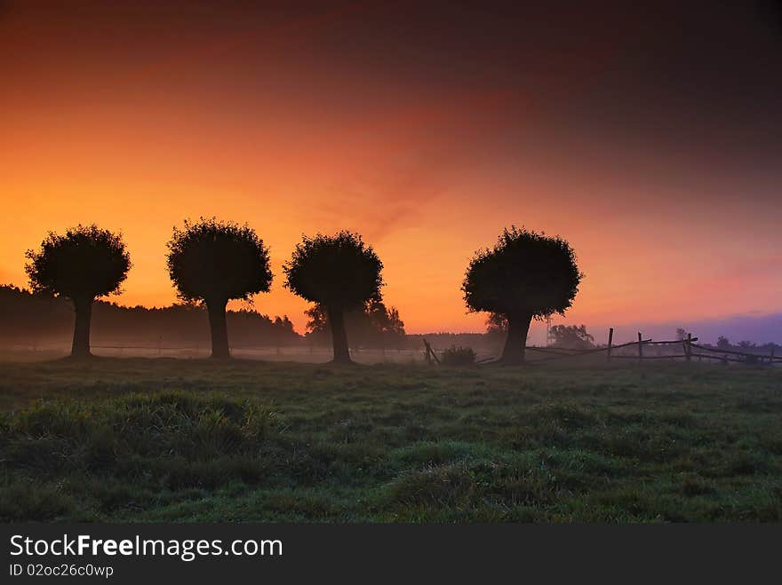 Willows on the meadow at sunrise. Willows on the meadow at sunrise