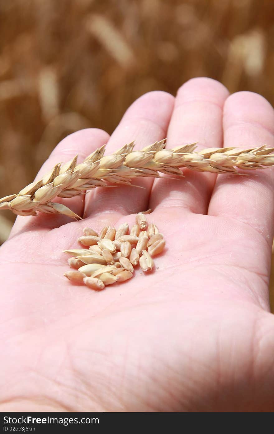 Farmer holding grain