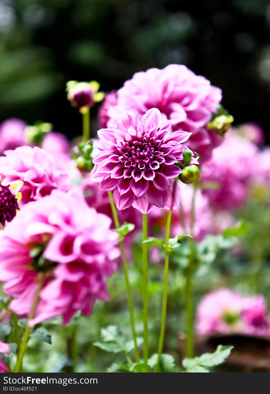 Flowers Of Northern Thailand.