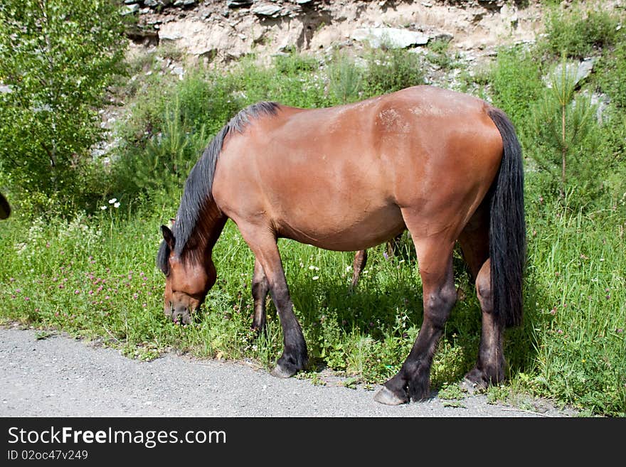 Portrait of grazed horse against mountain landscape. Altai. Portrait of grazed horse against mountain landscape. Altai