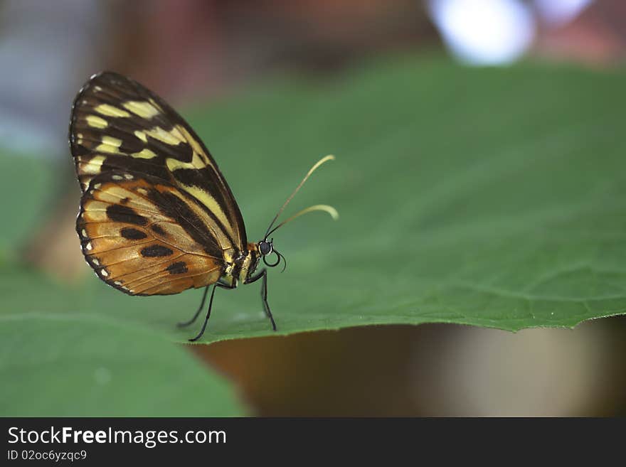 Exotic Butterfly on Leaf