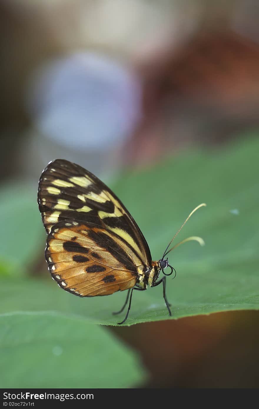 Shallow depth of field with focus as base of wing and torso of butterfly body. Shallow depth of field with focus as base of wing and torso of butterfly body.