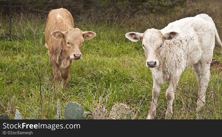 Calves grazing