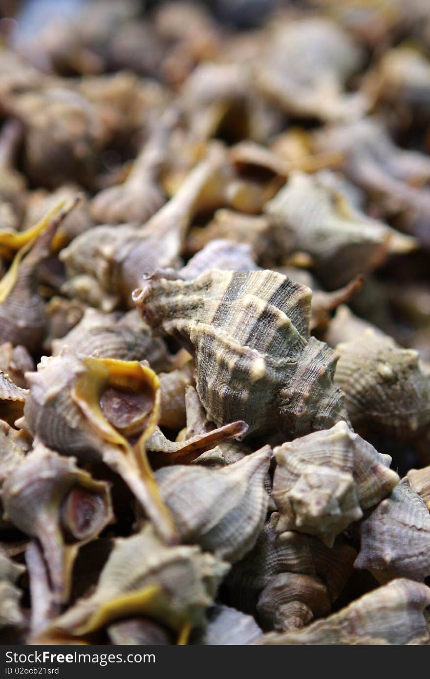 Cockle shells at the market. Cockle shells at the market