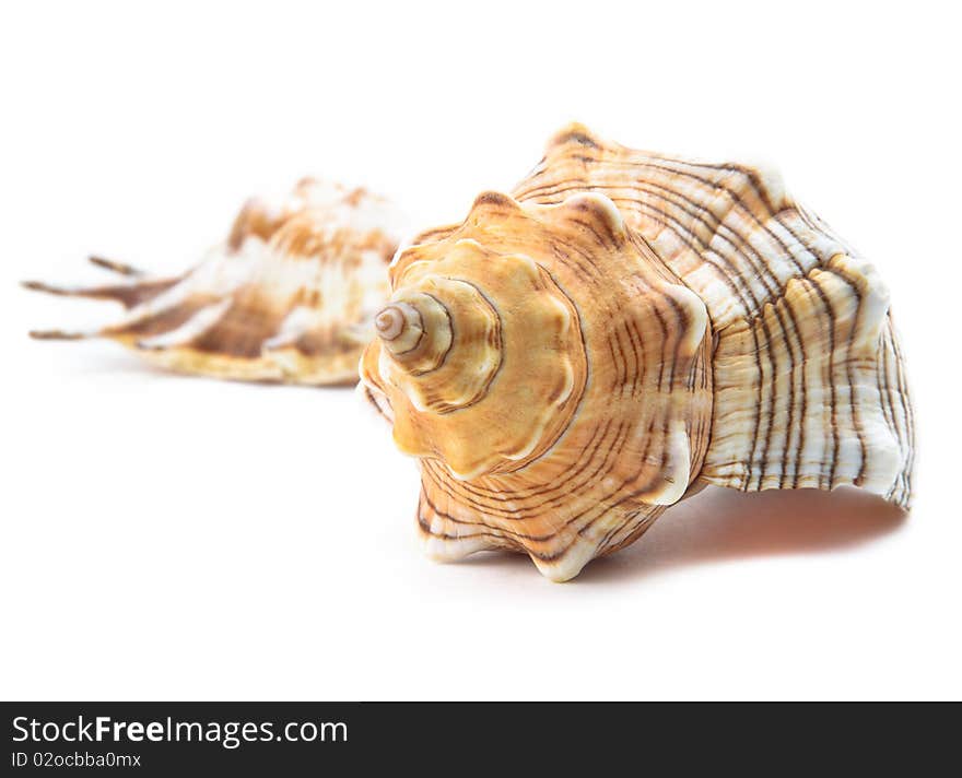 Sea unusual cockleshell on a white background