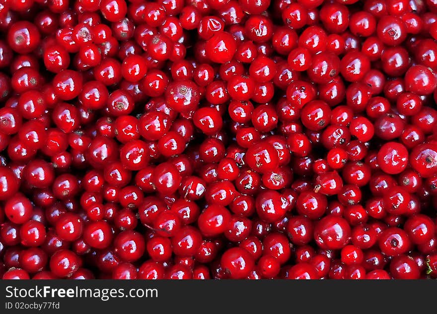 Closeup, macro view of a bucket full of redcurrants. Closeup, macro view of a bucket full of redcurrants.