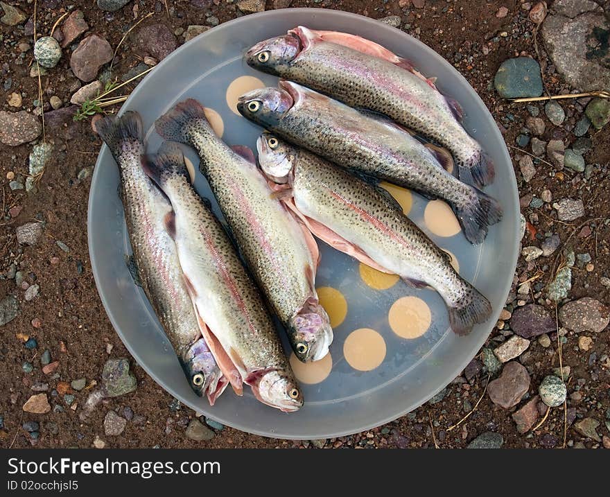 Rainbow trout