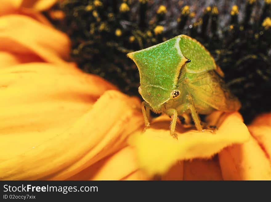 The photo shows a small beetle, sitting on yellow flower petals. The photo shows a small beetle, sitting on yellow flower petals.