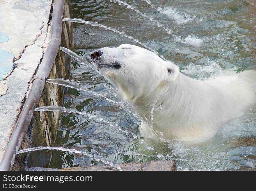 White Bear