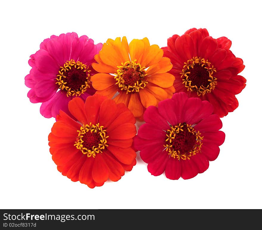 Flowers for a decoration isolated on white background