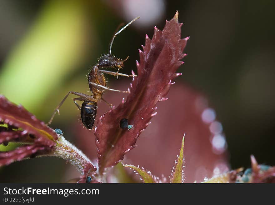 An ant on a leaf posing for a photo