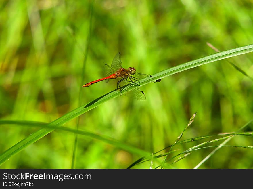 Red dragonfly sitting on a grass stem detail picture. Red dragonfly sitting on a grass stem detail picture