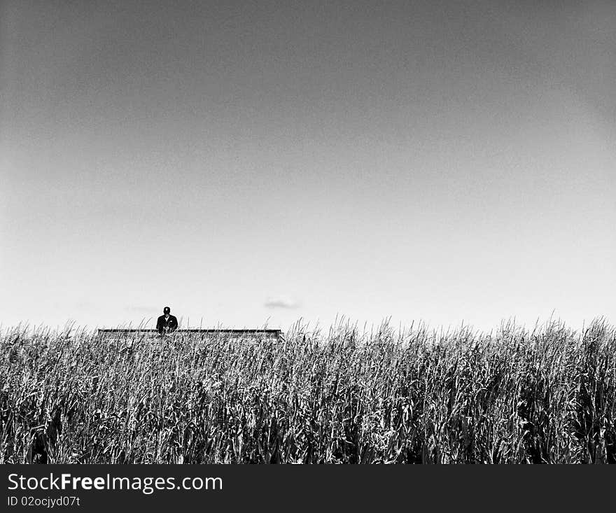 A watchman looking over a corn maze / corn field. A watchman looking over a corn maze / corn field