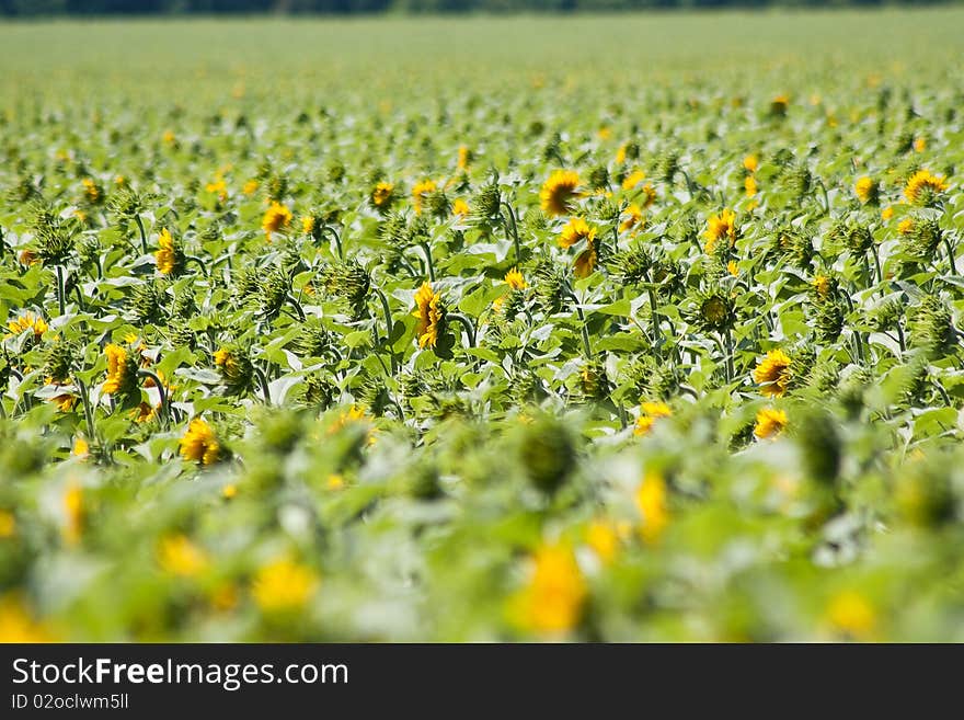 Huge field of sunflowers in nice day