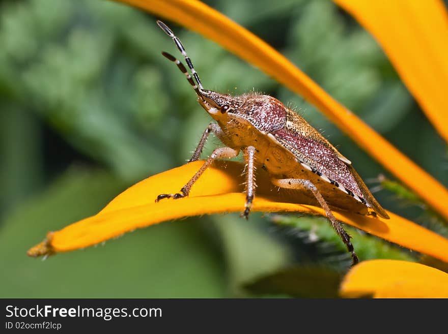 The photo shows a small beetle, sitting on yellow flower petals. Diagonal composition frame. Macro. The photo shows a small beetle, sitting on yellow flower petals. Diagonal composition frame. Macro.