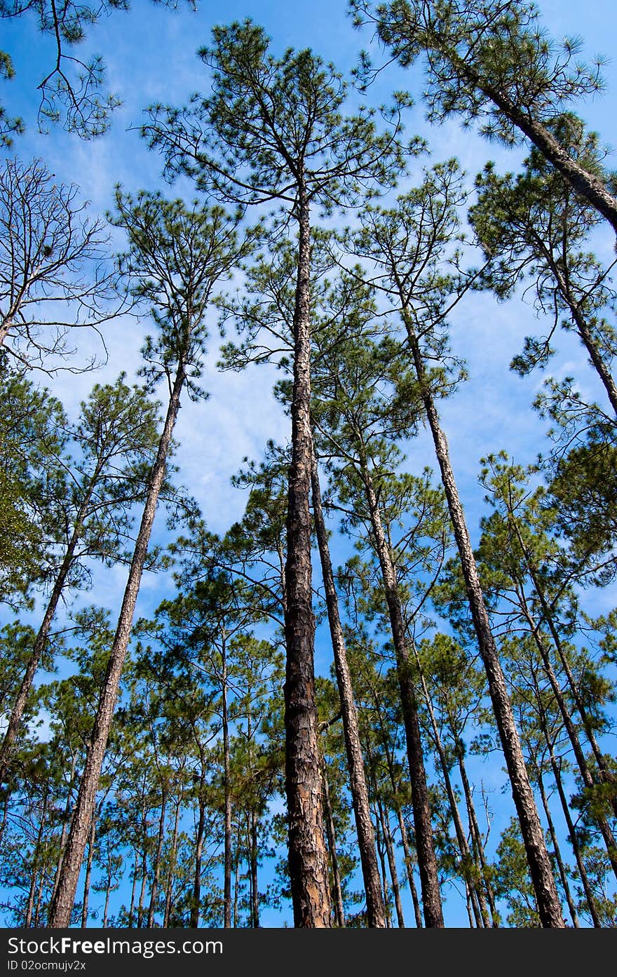 This image is of pine trees on Dade Battlefield in Bushnell, FL. This image is of pine trees on Dade Battlefield in Bushnell, FL.