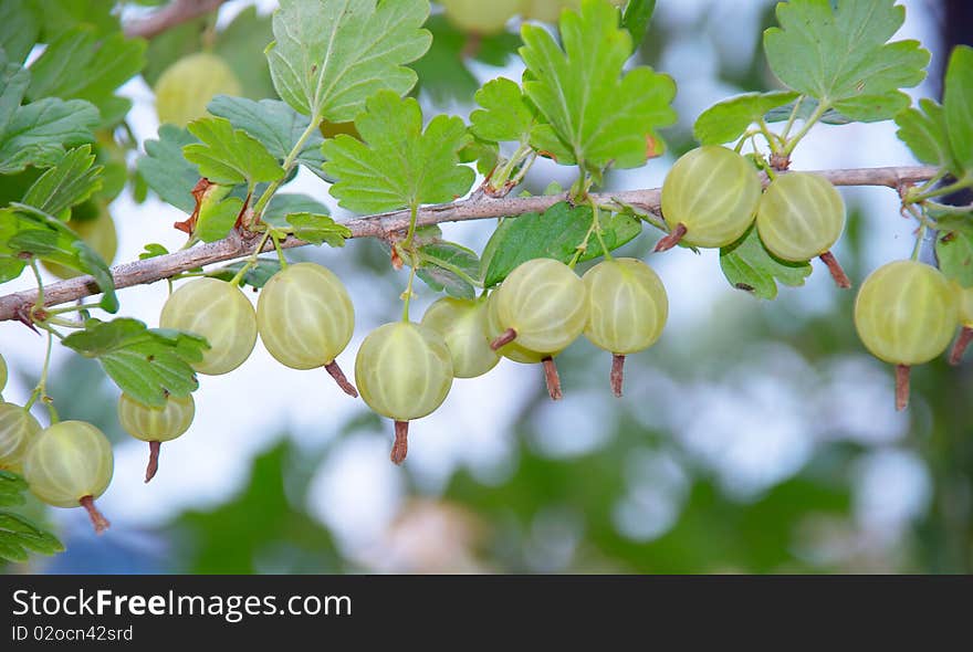 Some ripening gooseberries on the branch