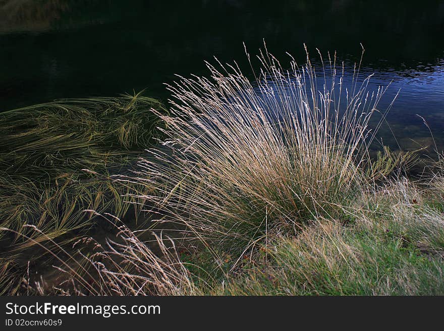 Grass Lake in the mountains close-up