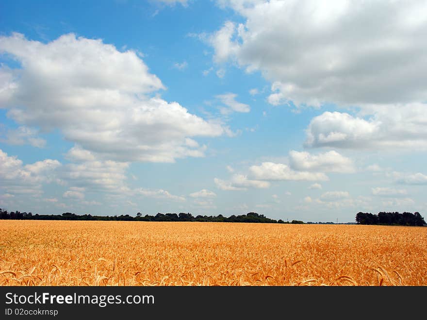 Wheat field on blue sky background with clouds