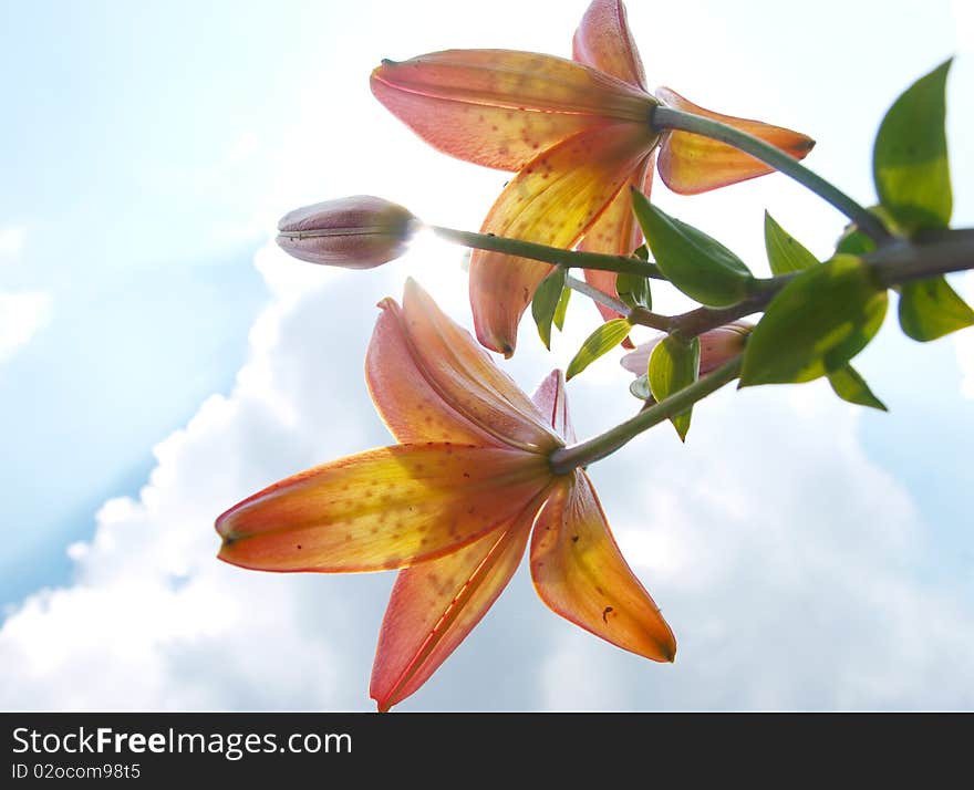 Orange - yellow lily in the wild melee. Orange - yellow lily in the wild melee