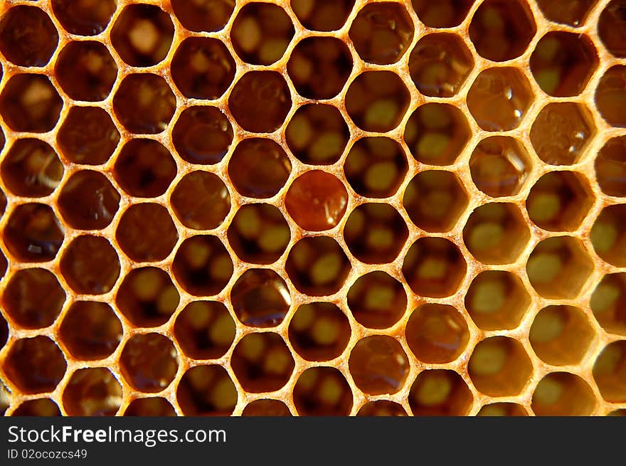 Close-up of open honeycomb cells filled with honey