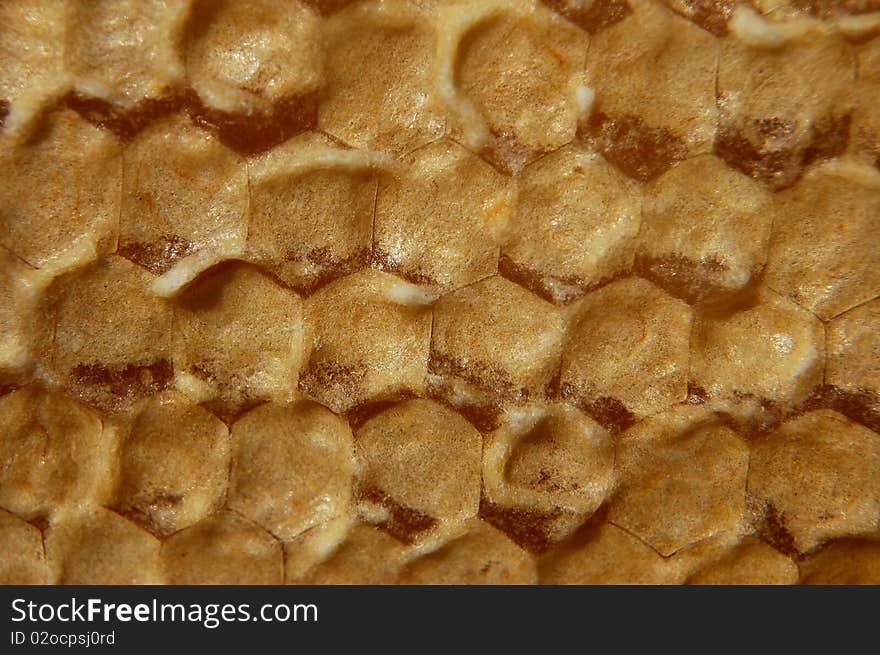 Close-up of closed honeycomb cells