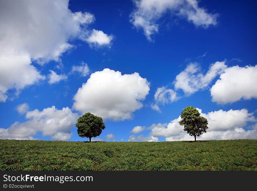 Green Fields, The Blue Sky And Trees