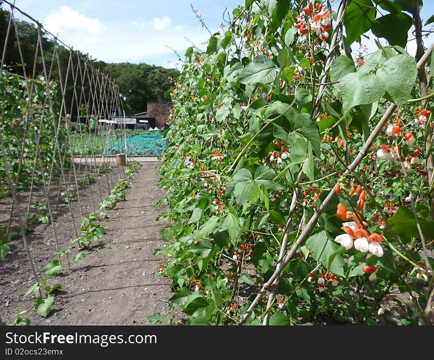 Growing beans