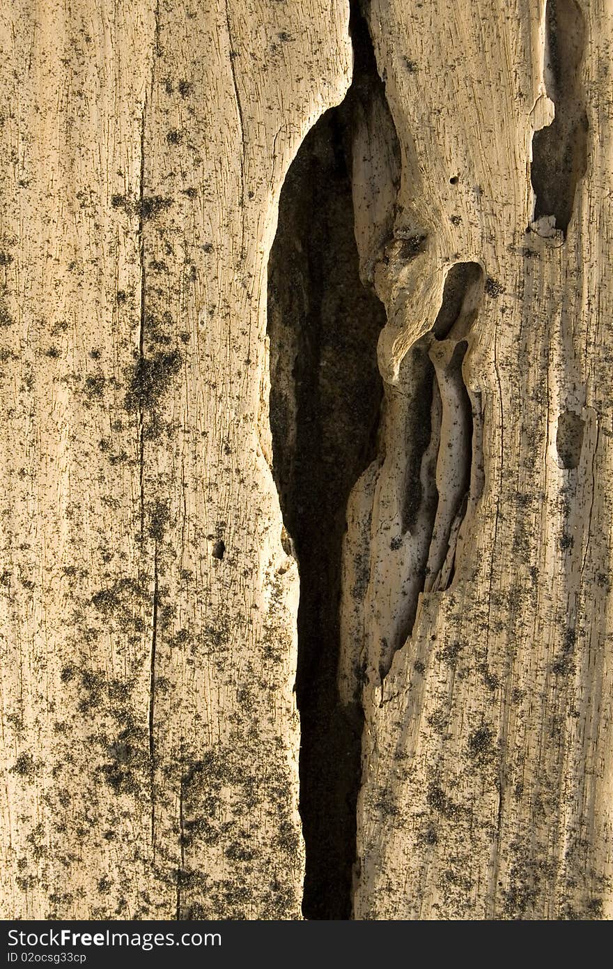 Worn driftwood with deep black crack textured background. Worn driftwood with deep black crack textured background