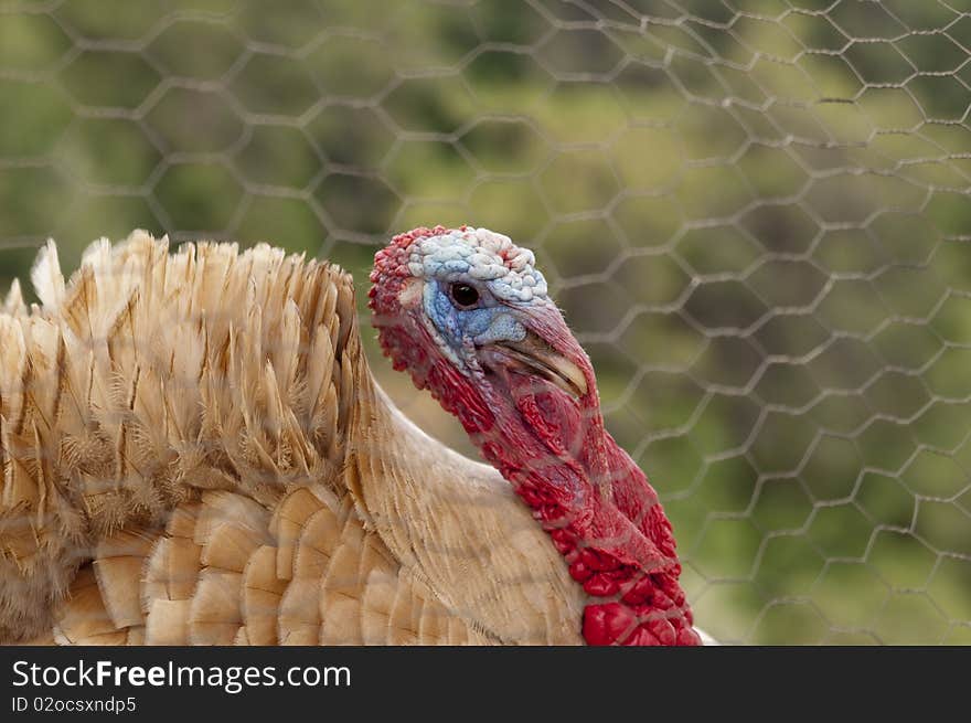 Turkey cock