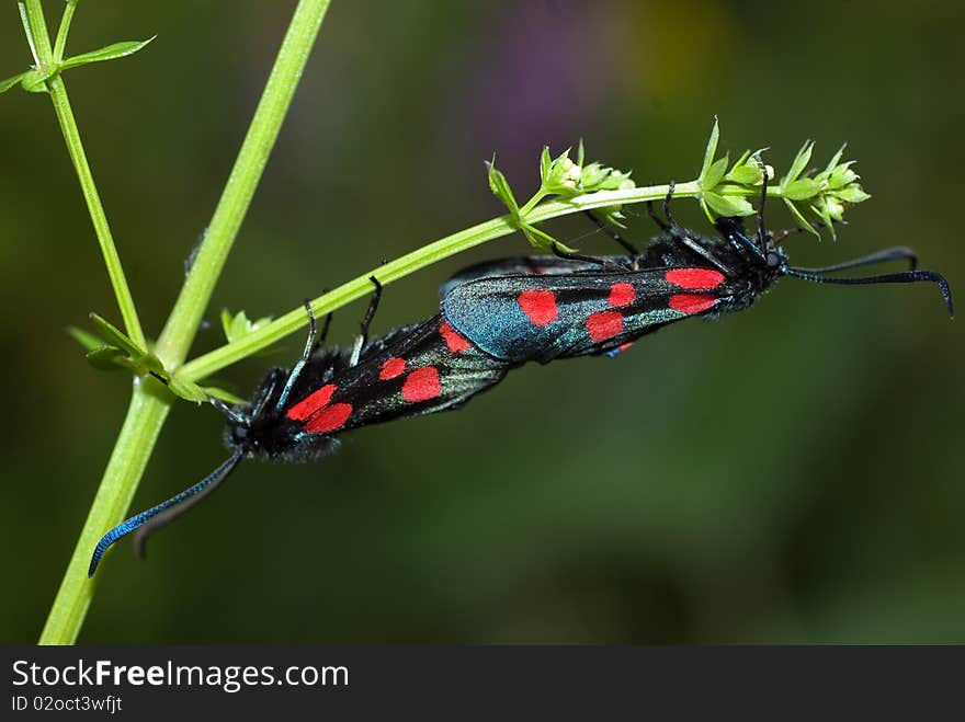 Five-spot Burnet Moth (Zygaena trifolii)
mating on plant.