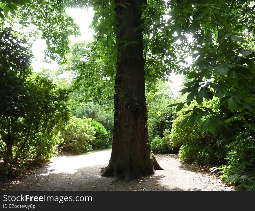 Pathway with redwood trees in parkland. Pathway with redwood trees in parkland