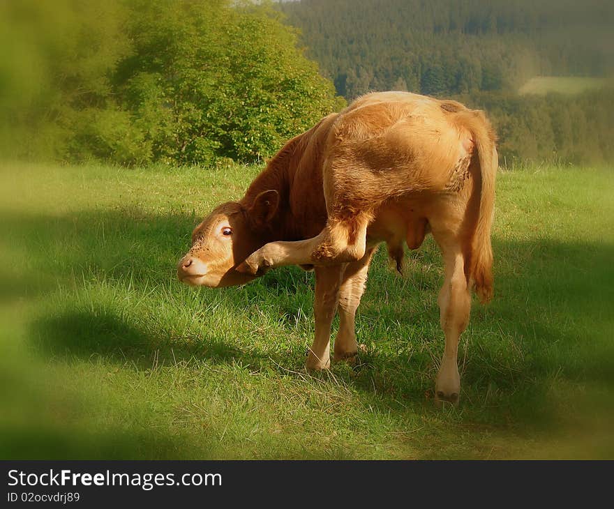 Thoughtful young cow