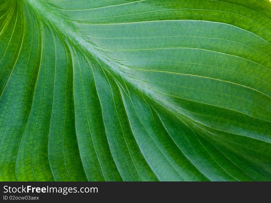 Green leaf background