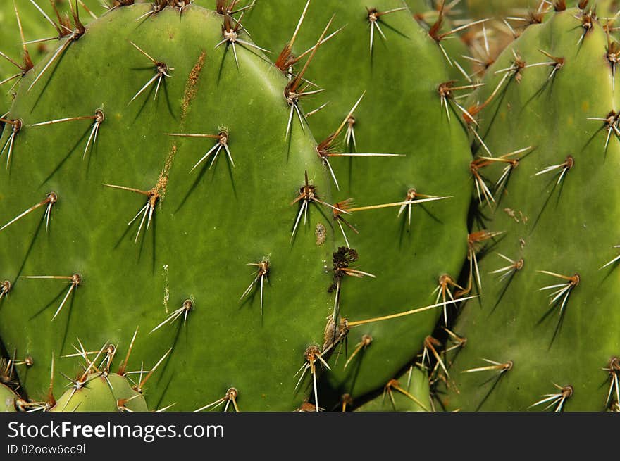 Cactus In  Puerto Escondido