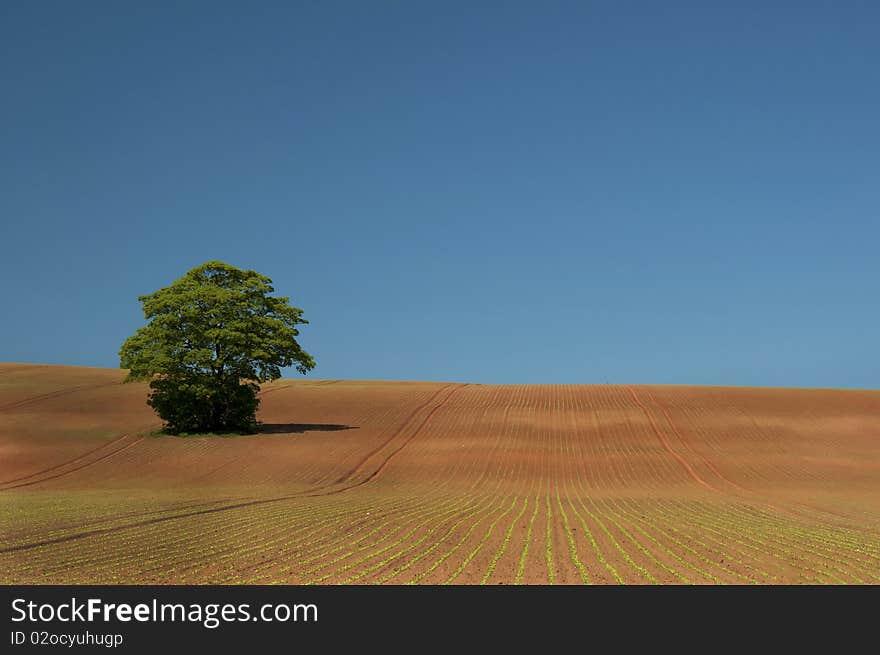 The newly planted fields near nottingham england. The newly planted fields near nottingham england