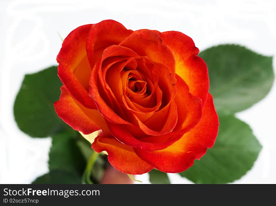 A rose isolated on white