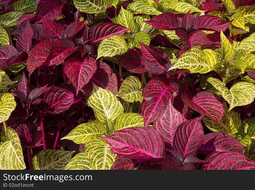 Garden plants with two color, under the light of the sun. Garden plants with two color, under the light of the sun