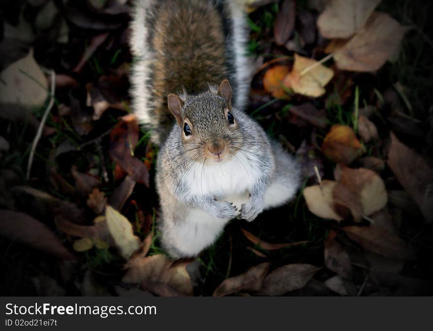 Cute furry squirrel in autumn looking up at the camera from the leafy grass. Cute furry squirrel in autumn looking up at the camera from the leafy grass