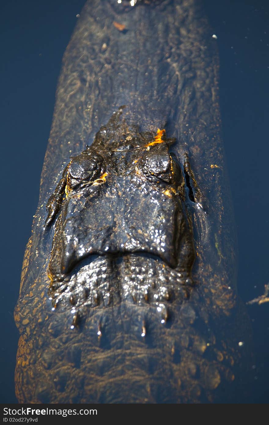 Close-up of the head of an alligator in the Wildlife Refugee of Okefenokee