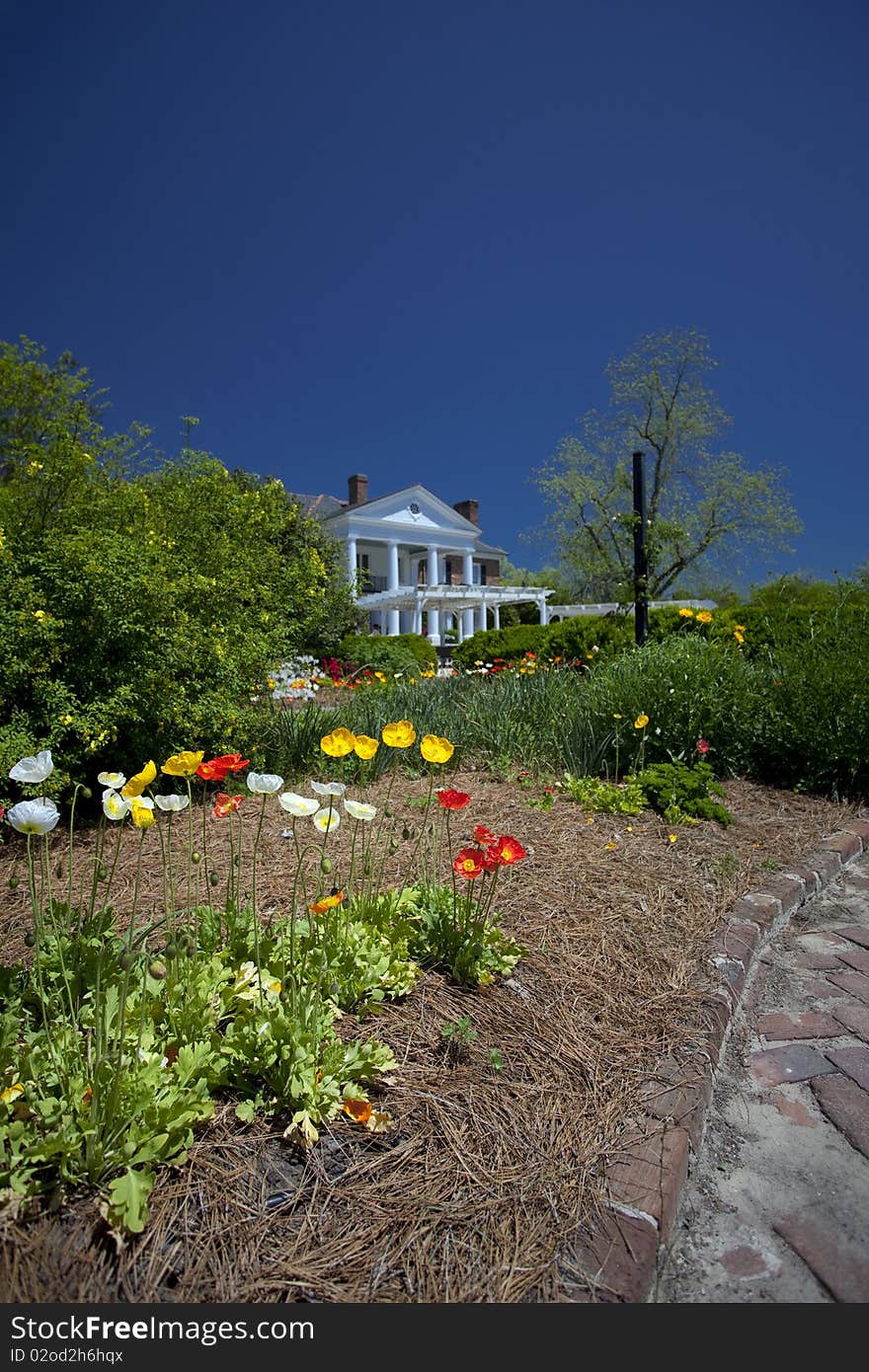 Multicolor flowers in a garden in south Carolina. Multicolor flowers in a garden in south Carolina