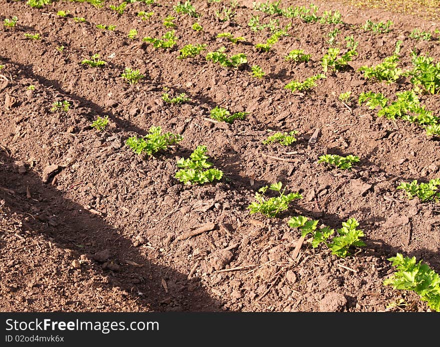 A lettuce field almost ready for harvesting. A lettuce field almost ready for harvesting.