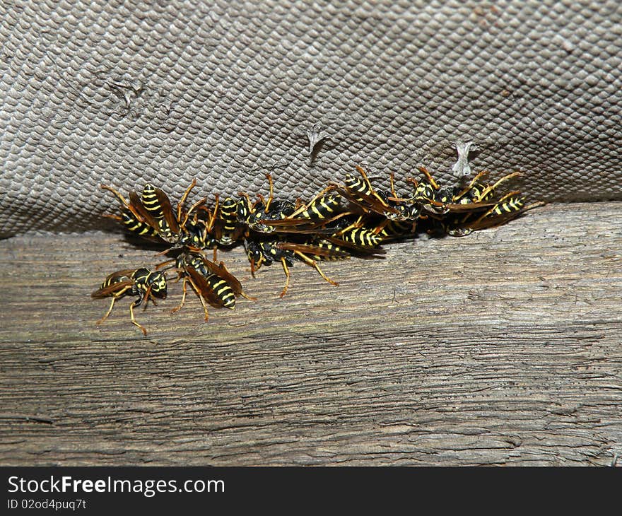 Wasps in the village shower