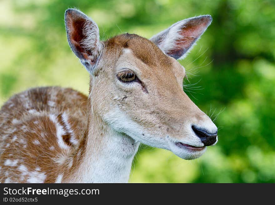 Side profile shot of a doe fallow deer