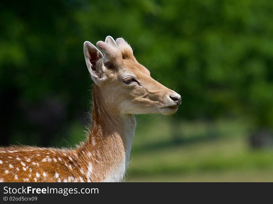 Stag fallow deer posing for his portrait. Stag fallow deer posing for his portrait