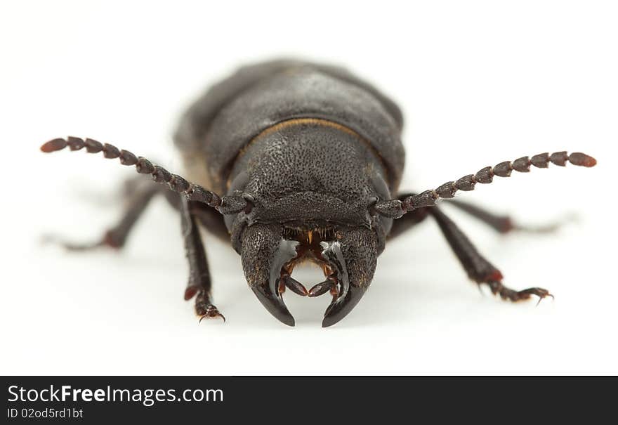 Head of beetle