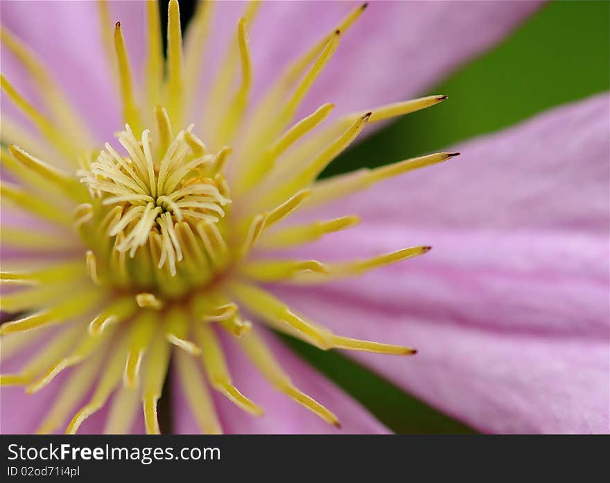 Clematis