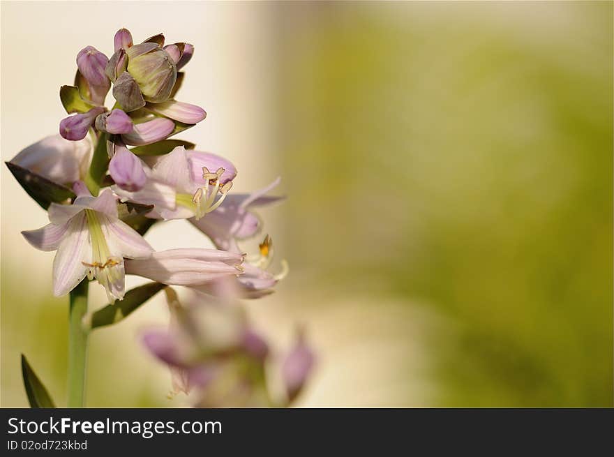 Hosta Bloom